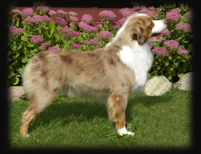 southern star mini aussies