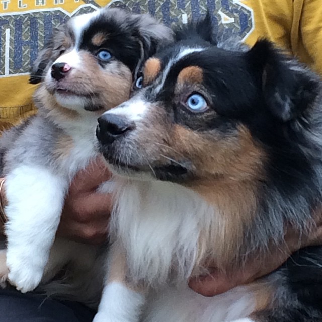 Mini aussie blue eyes sale