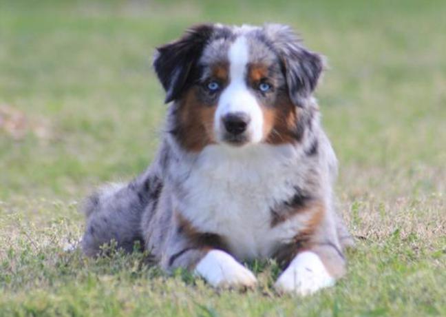 adult mini aussie for sale